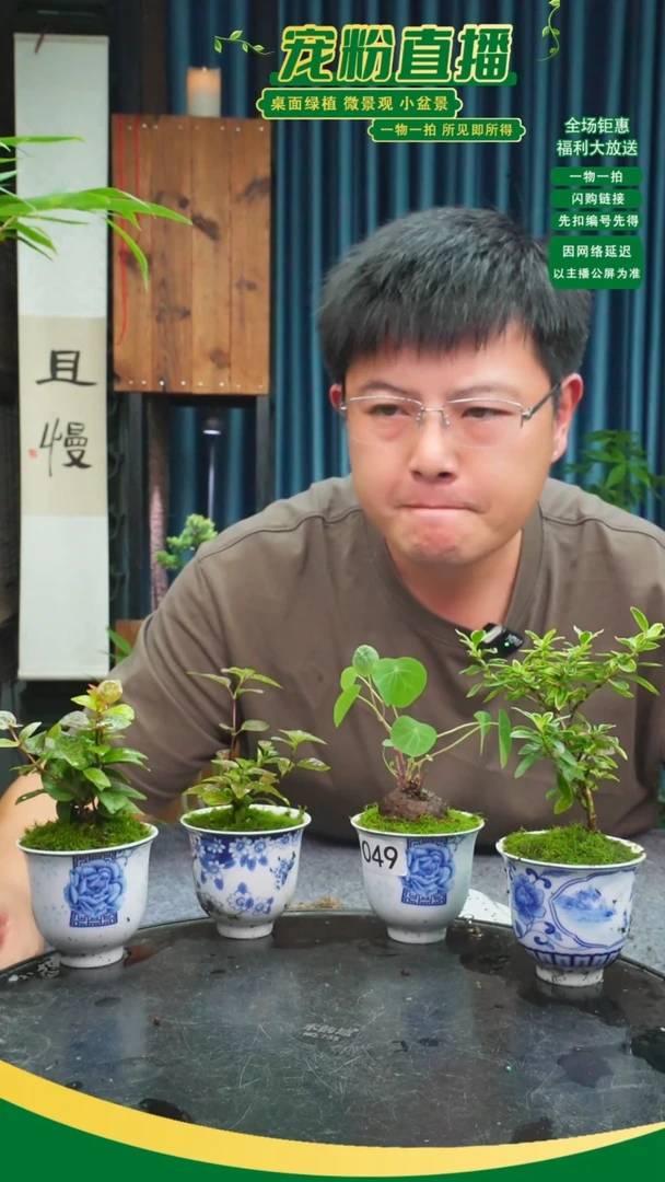 无花朵C*s苔藓微景观049号