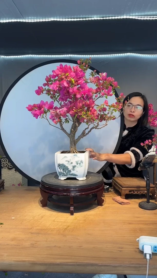 【闪购商品】紫气  漳红樱