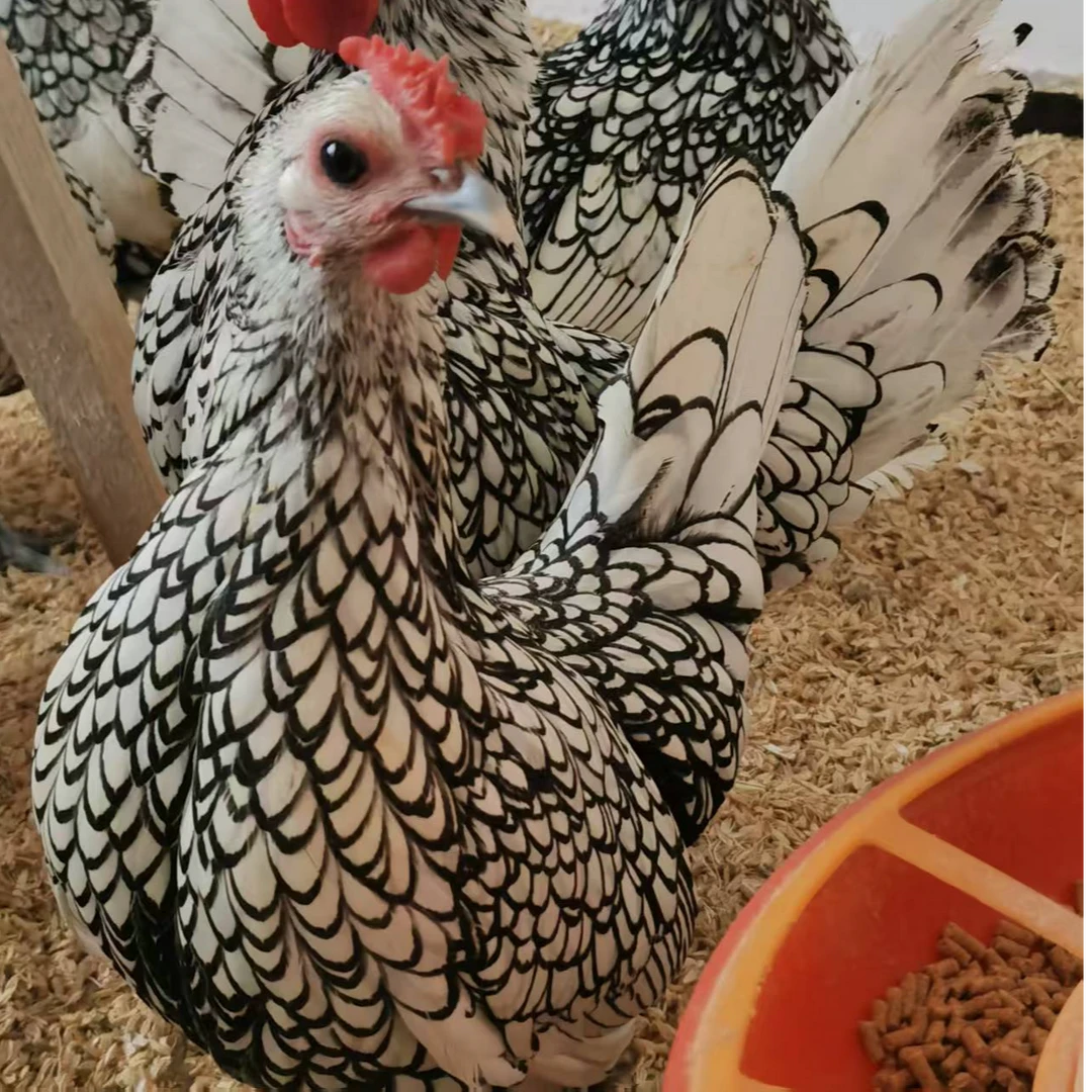 波兰鸡肉质鲜美整只包邮到家
