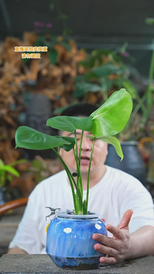 当前无花栽培后可以开花龟背竹051T