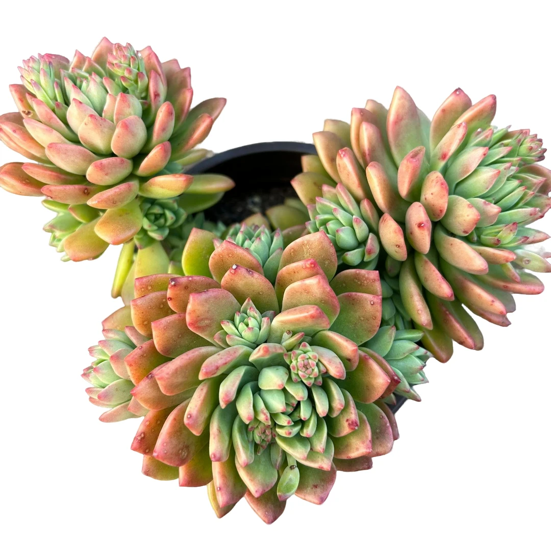 马库斯带盆土 多肉植物室内绿植净化空气