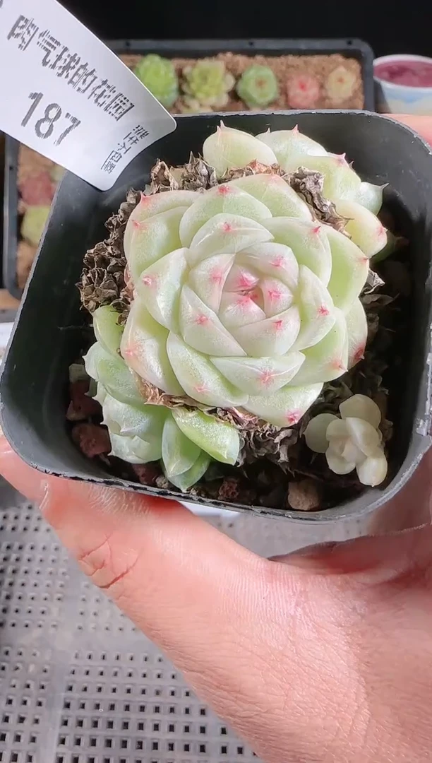 多肉1128-187群生不包整