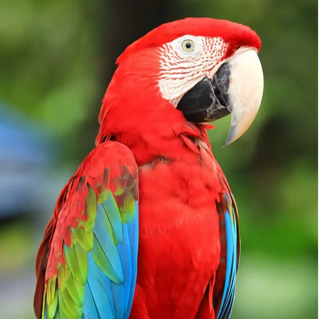 彩色鹦鹉创意手工艺墙面装饰摆件适用于花园玄关客厅等