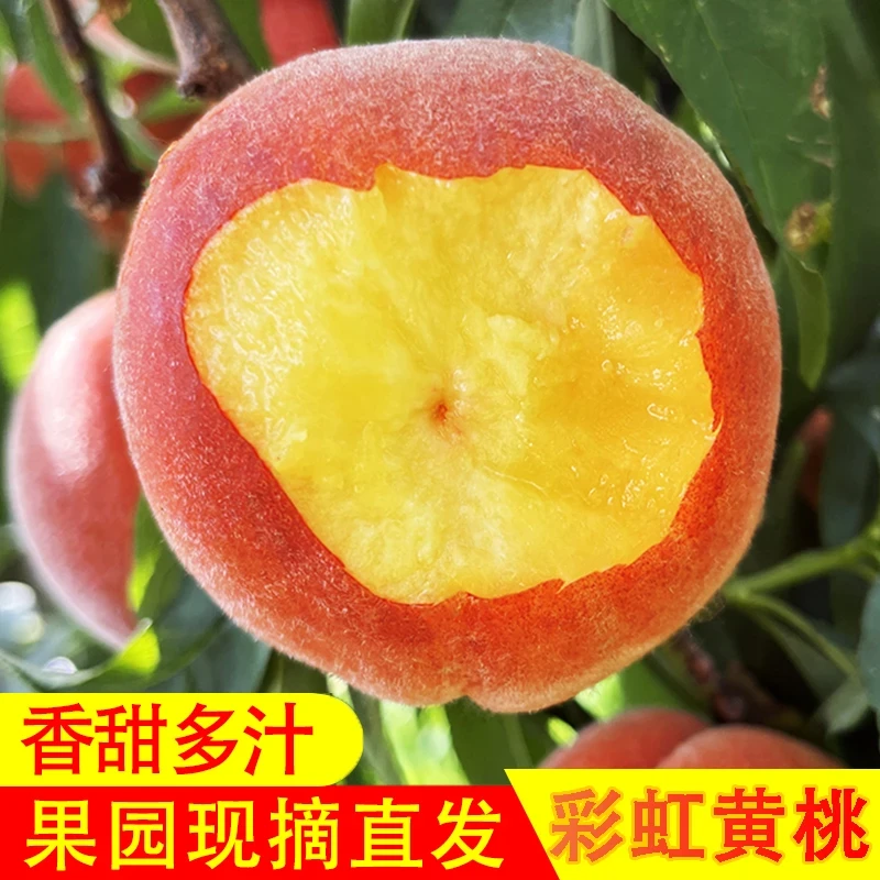 新鲜现摘露天黄桃水果当季桃子脆甜多汁黄金蜜桃中大果净重4.3斤