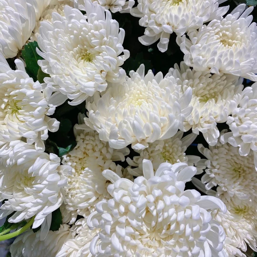 精选黄白菊7枝、9枝、11枝下单可搭配颜色