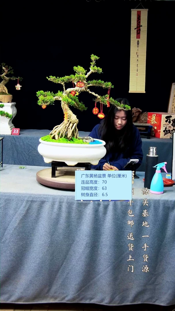 【闪购商品】黄杨盆景黄杨盆景