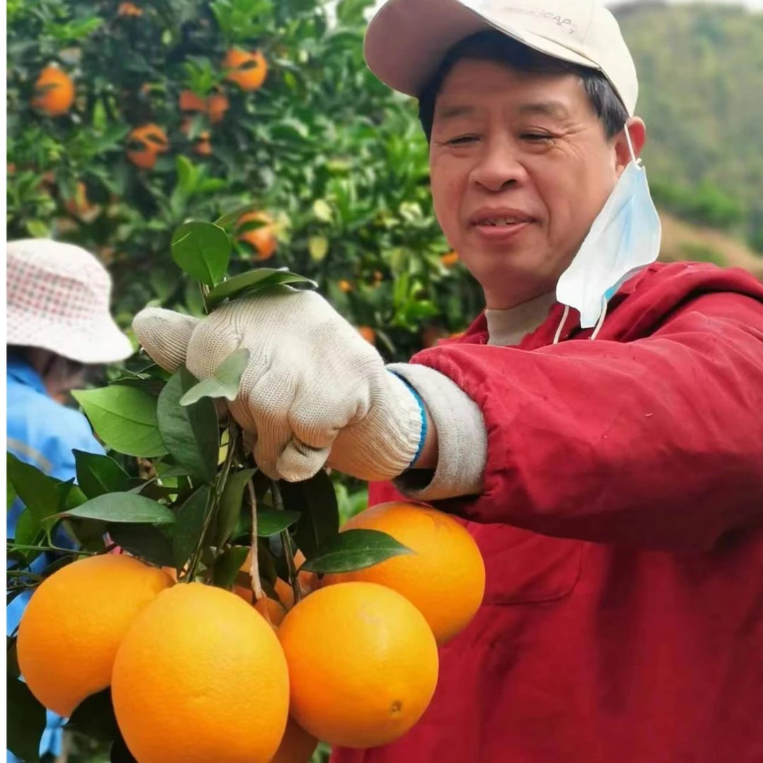 正宗江西赣南脐橙新鲜水果维C水果贡美橙（京东包邮）