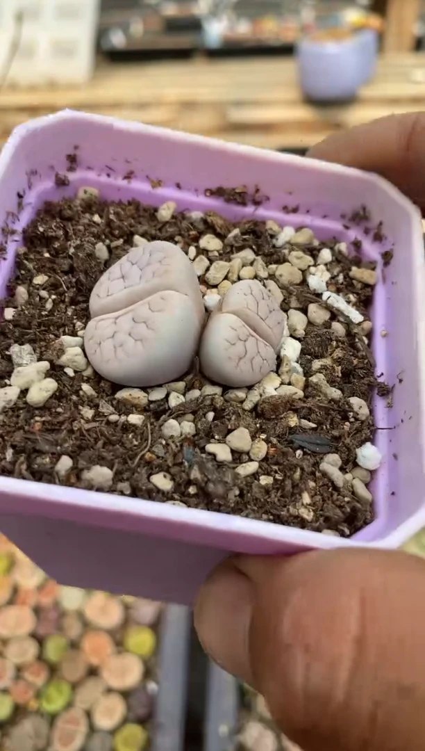 0542直播一物一拍