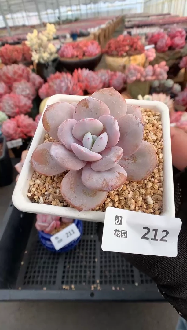 212奶茶一物一拍