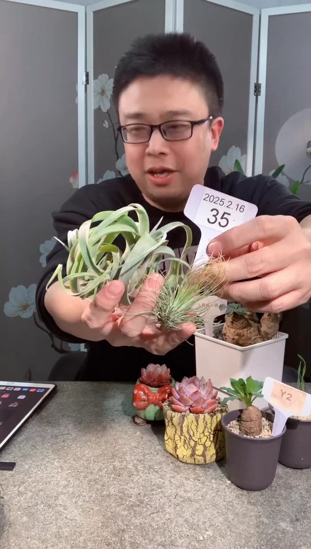 【闪购商品】花卷➕宝石2.16.35