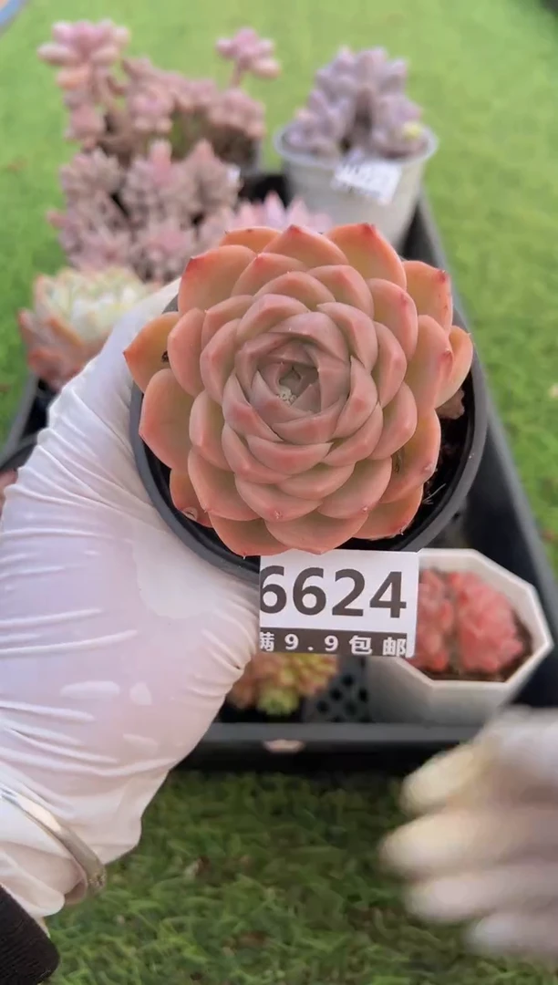 【闪购商品】信福多肉一物一拍