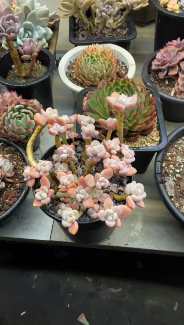 【闪购商品】78洛神