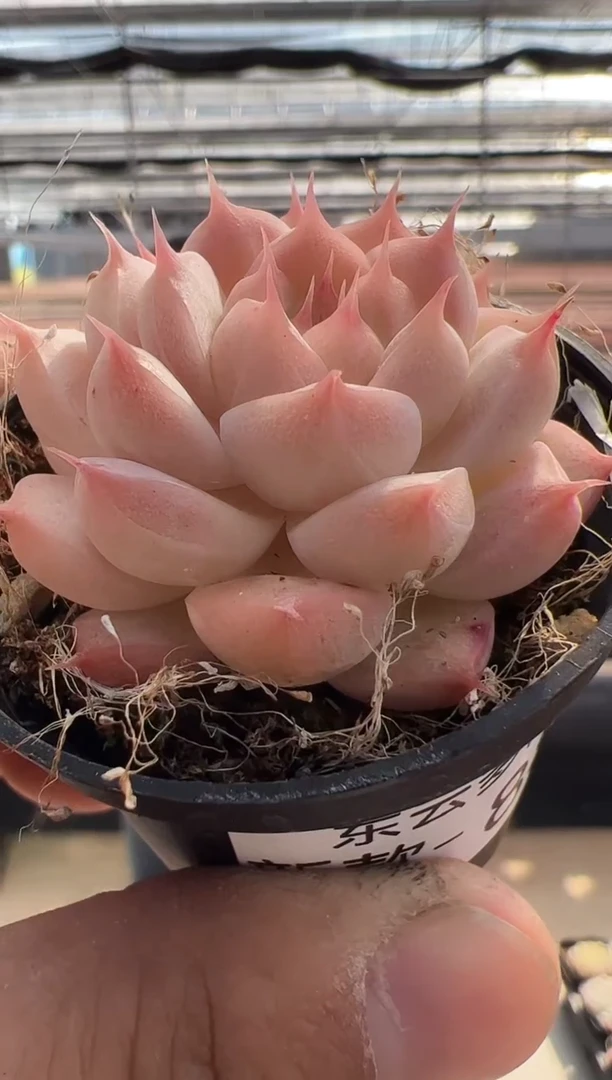 【闪购商品】新品多肉-88