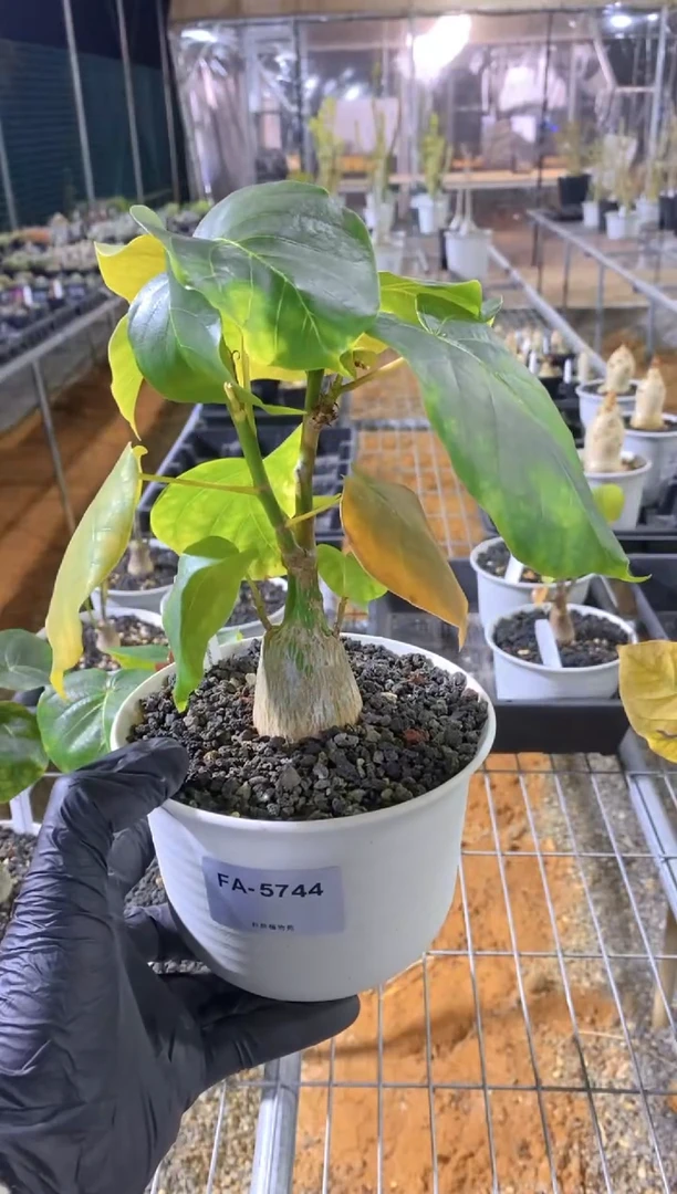 【闪购商品】龟甲木棉FA-5744