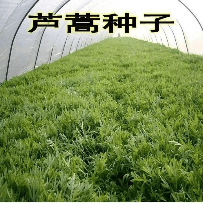 【芦蒿种子】四季种植蔬菜种子盆栽地栽阳台小院种植芦蒿种籽耐寒
