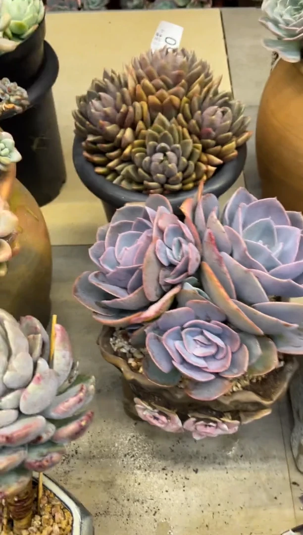 【闪购商品】187尘埃