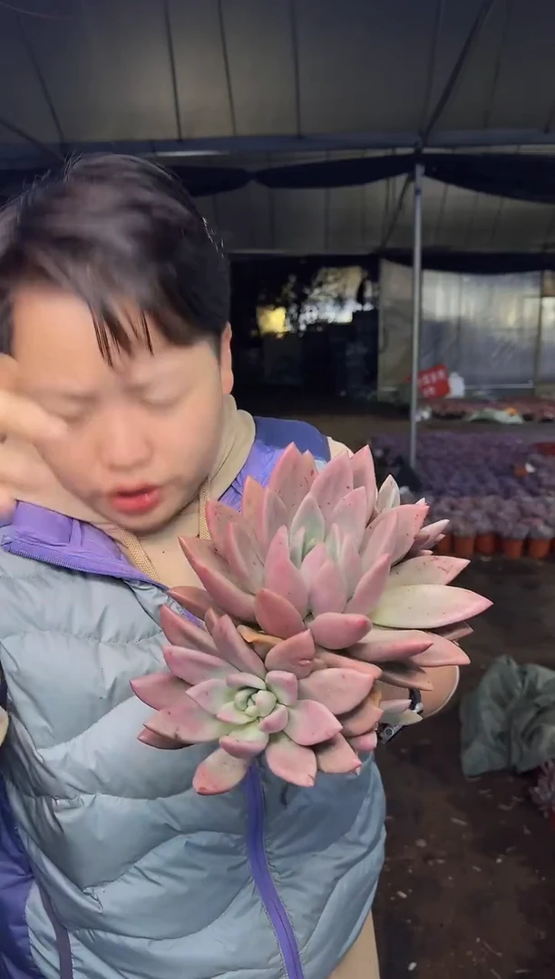 双头起桃花源5.99