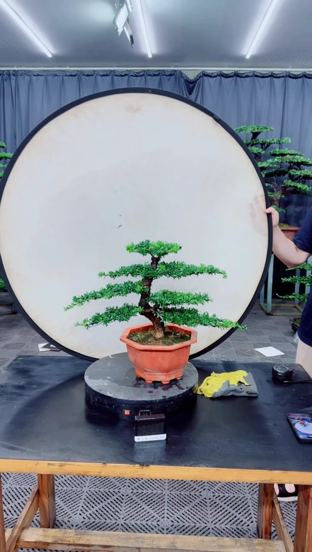 无花朵水*工罗汉松盆景.....