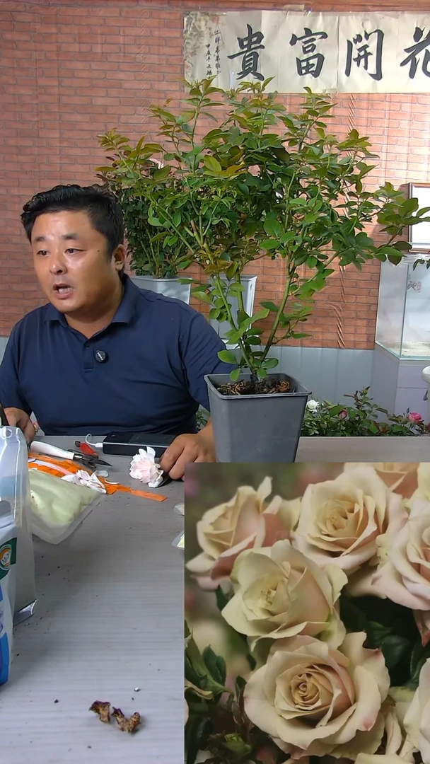 当前无花朵，栽培后可花朵野苔藓