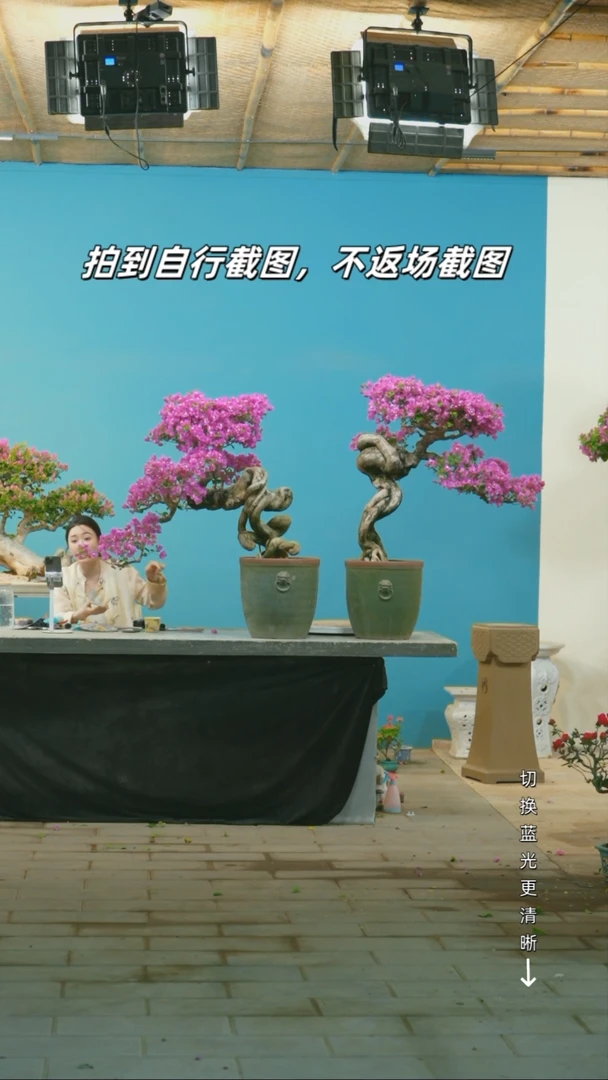全部花朵三角梅造型盆景小叶紫一对