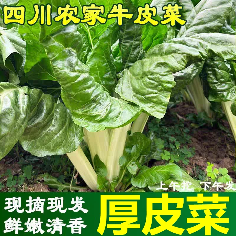 牛皮菜四川新鲜时令蔬菜现摘农家瓢儿菜厚皮菜莙荙菜根达菜青菜甜