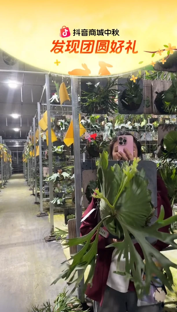 不开花植物L777-奥林巴斯*细叶亚皇
