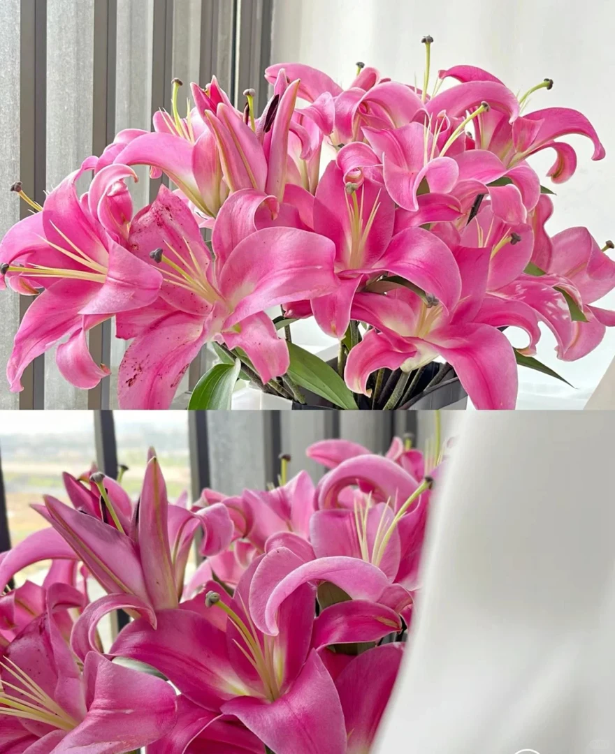 yz【罗宾百合】粉色浓香大花百合 【0度以下请拍保温棉】