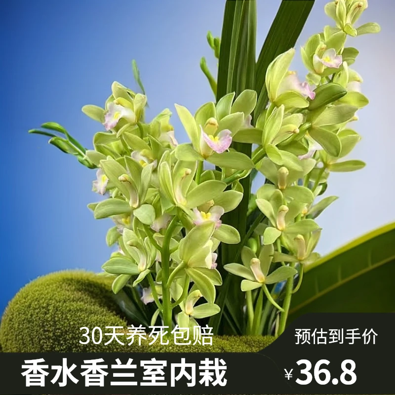 【香水香兰】5至7支花剑室内香水香兰迎春花国风盆栽清香型大花蕙兰