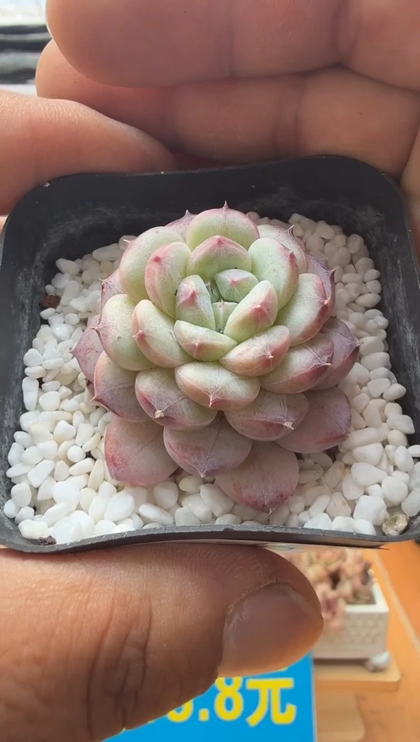 东云多肉园二店-16