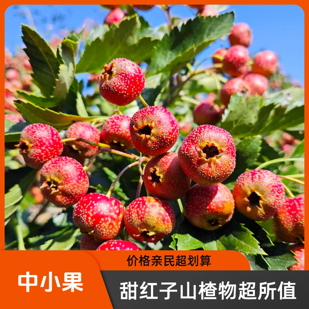 [中小果]甜红子新鲜现摘山楂可做山楂片糖葫芦孕妈宝宝开胃可口