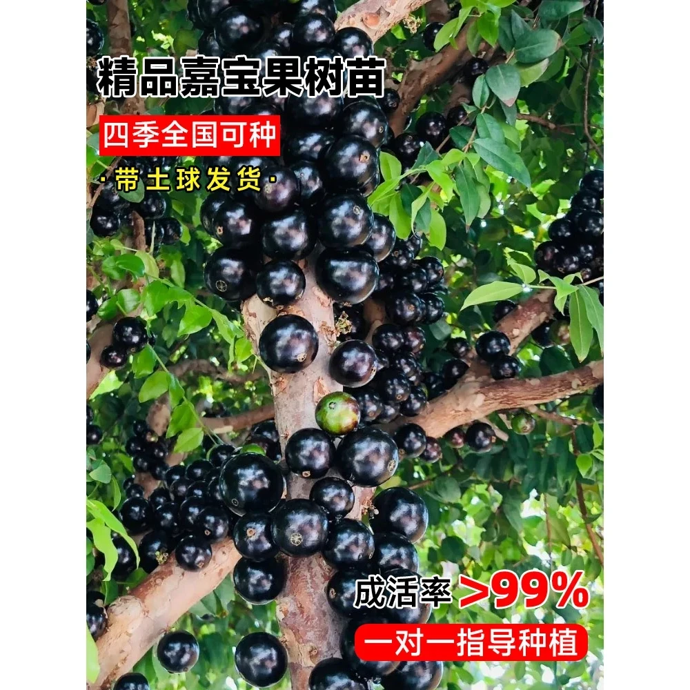 四季嘉宝果树果苗沙巴艾斯卡树葡萄苗果树庭院耐寒南北方种植盆栽