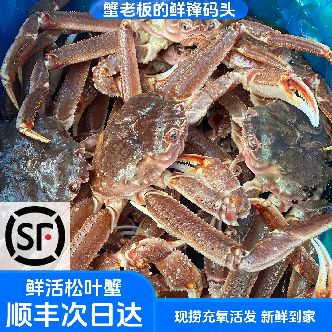 【鲜活发货】松叶蟹板蟹1.6-2斤/只松叶蟹顺丰充氧活发今天发明天到鲜活发货保鲜不保活（个别断小腿介意勿拍）