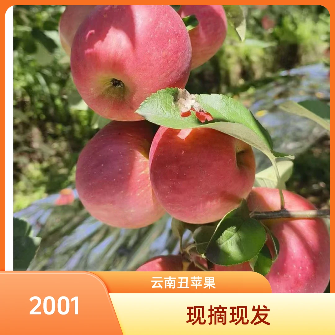 云南昭通丑苹果正宗2001新鲜现摘脆甜多汁冰糖心水果舞者