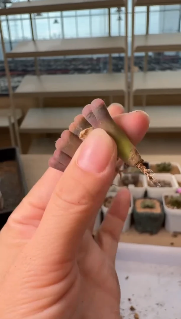 24-162多肉植物肉锥