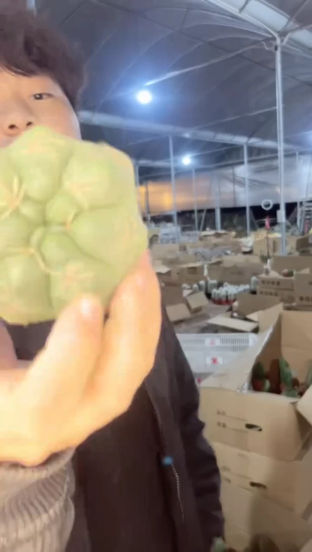 【闪购商品】2颗 实生根 美花海王