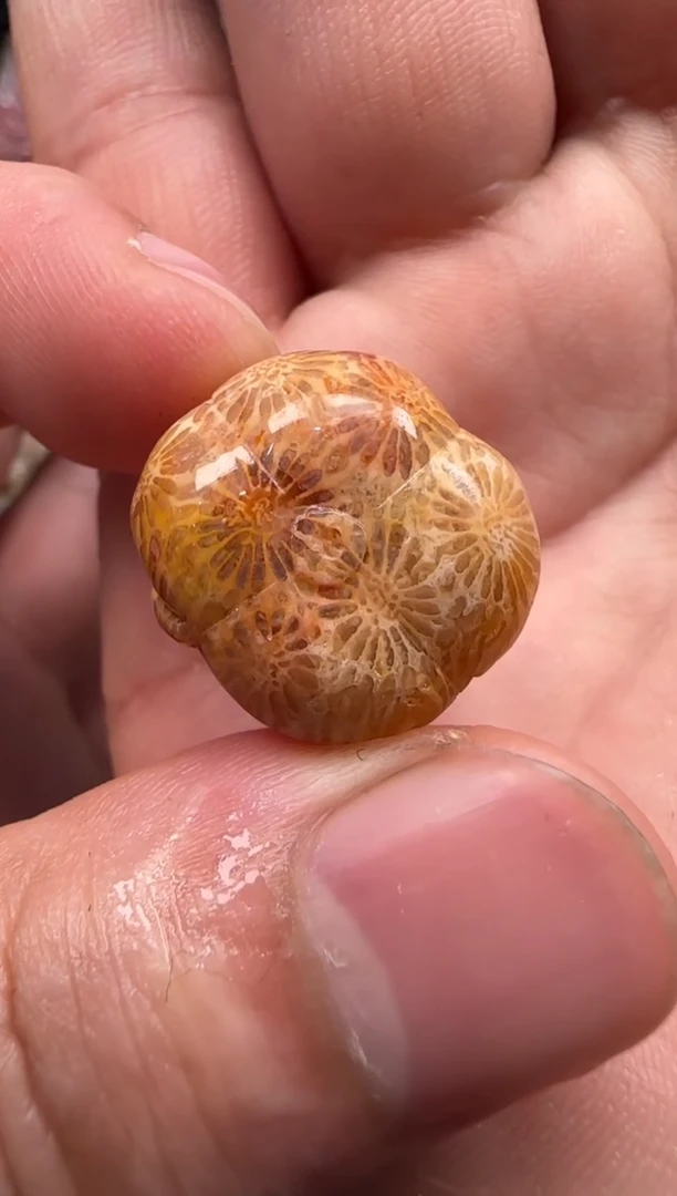 【闪购商品】硅化珊瑚（珊瑚玉）颈饰未镶嵌021