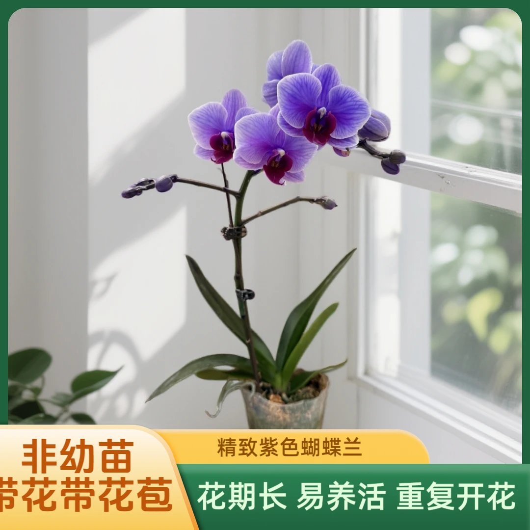 蝴蝶兰大花【粉宝贝紫】室内花卉客厅乔迁婚礼送礼带花带花苞好养