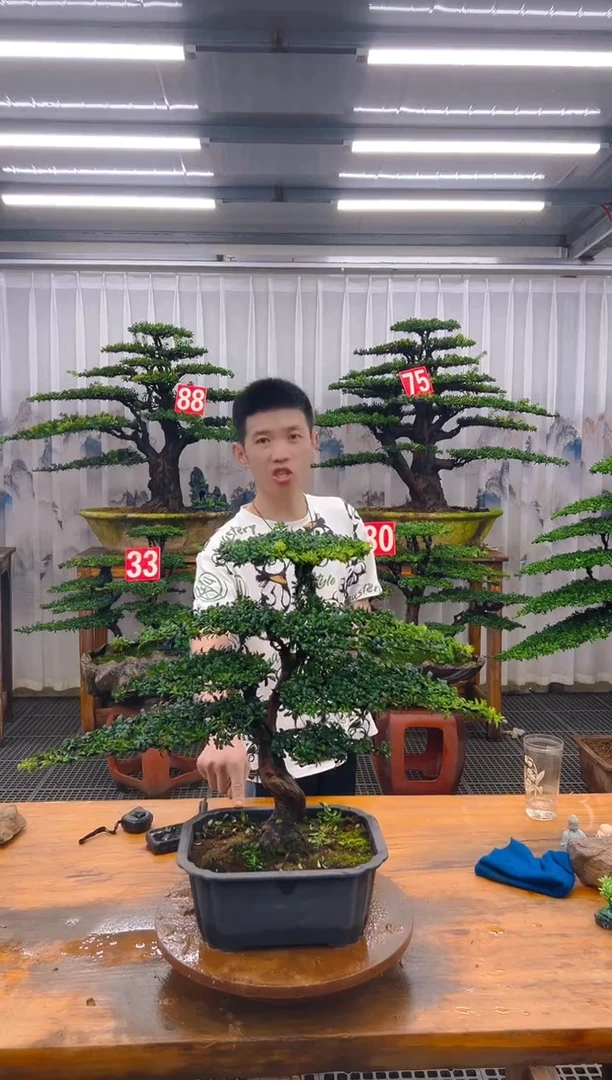 无花朵精品盆景直播间一物一拍