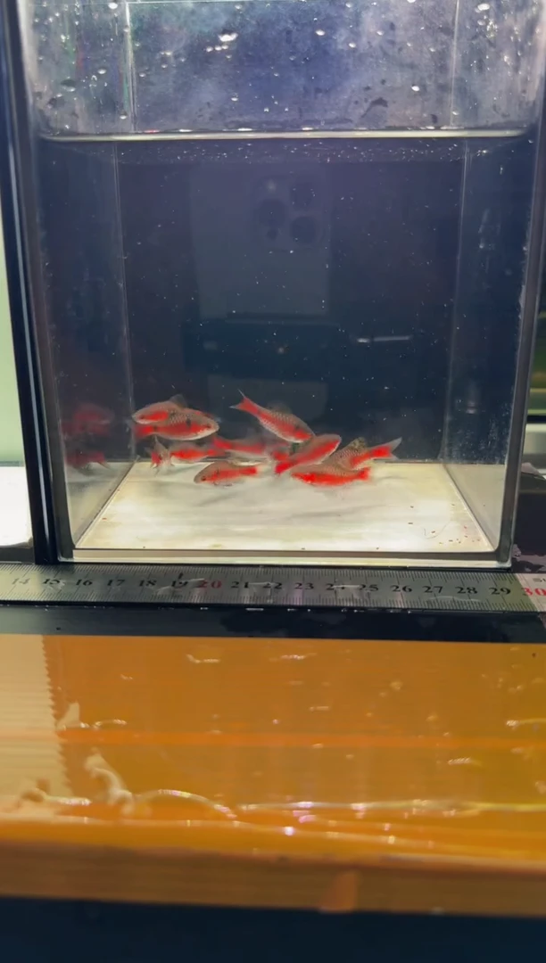 海水鱼钻石彩虹鲫11