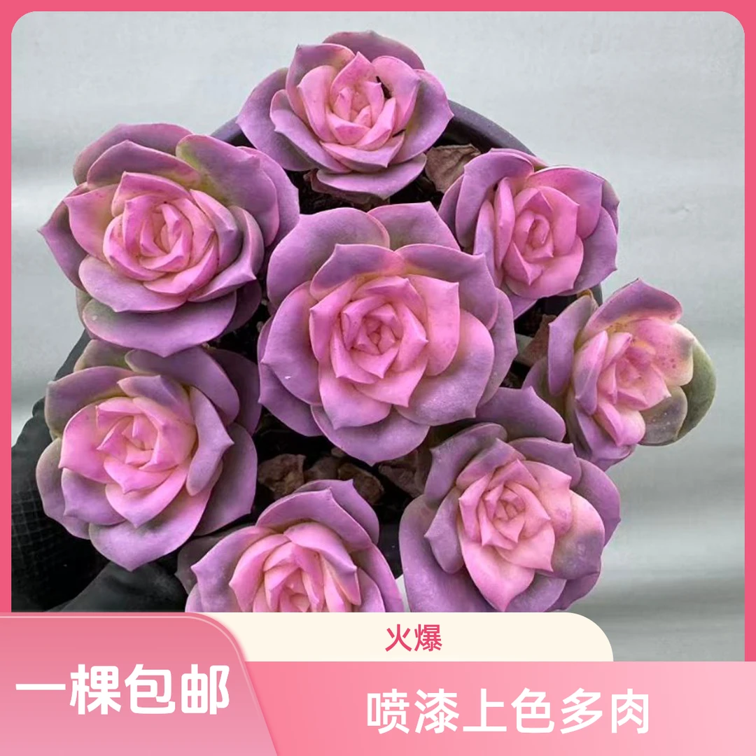 上色多肉喷漆多肉盆栽颜色鲜艳建议散光半露天通风良好环境种植