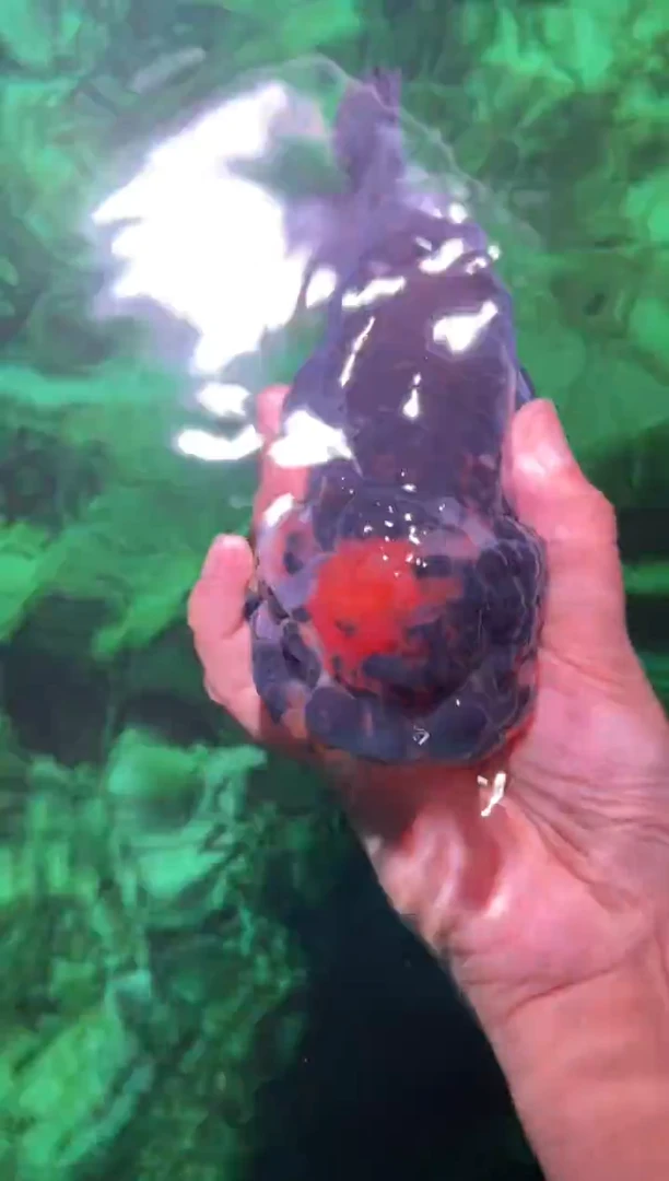 金鱼（运费自理，马印灯照射）福州追鱼兰寿金鱼