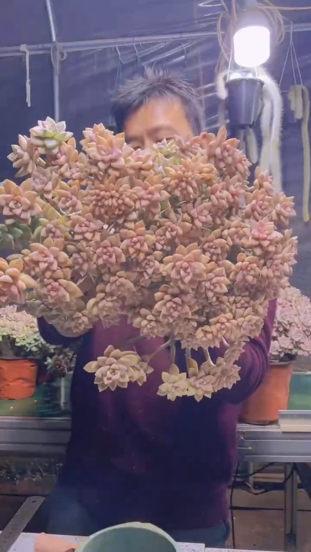 168淡雪缀化一物一拍