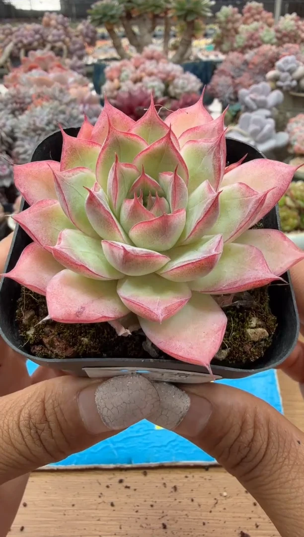 东云多肉园二店-120