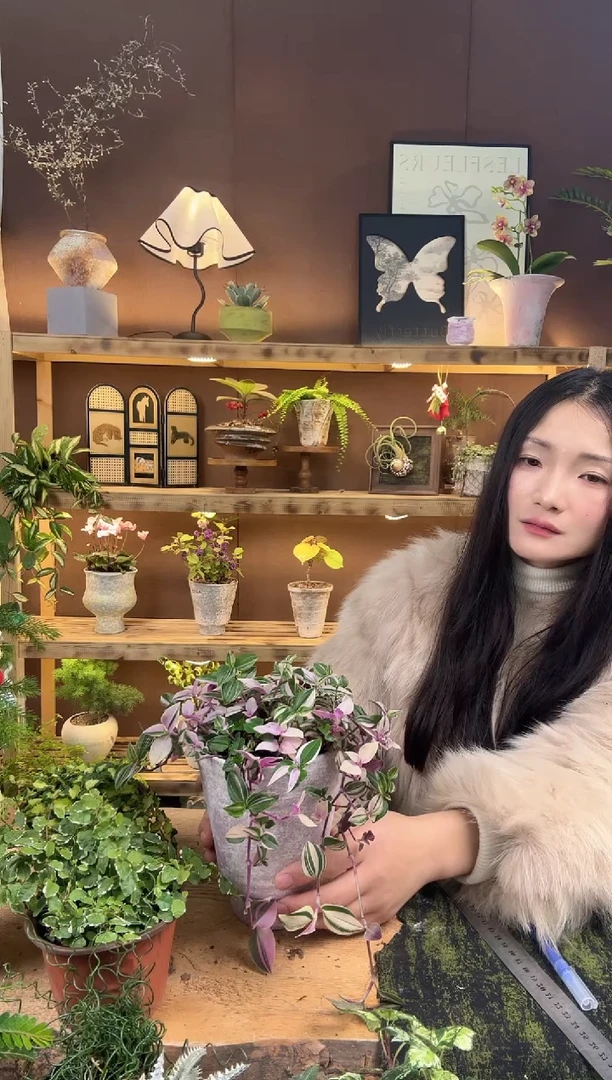 无花朵922油画吊兰锦加盆一套