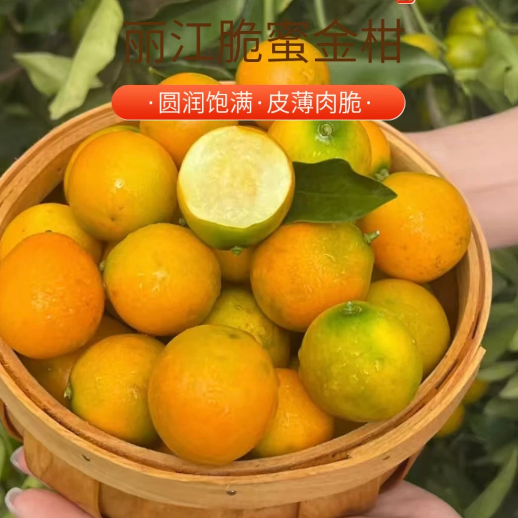 丽江脆蜜金桔 1000g 云南 无农残 无药残 自然熟
