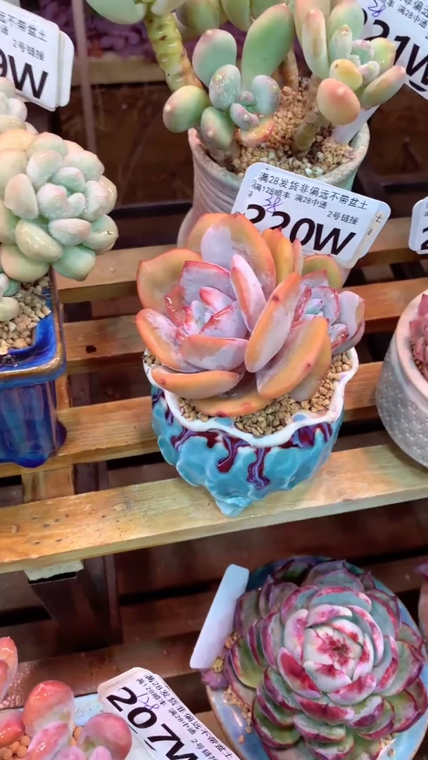 220W（一物一拍实付满28发货，默认不带盆土）