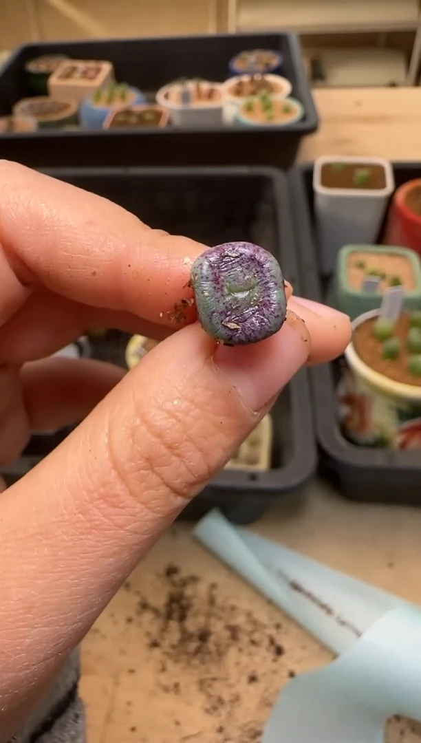 【闪购商品】7-67-·1968