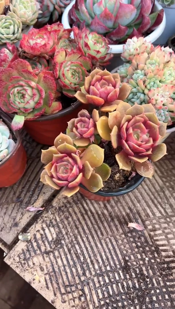 ^****^多肉植物一物一拍04319