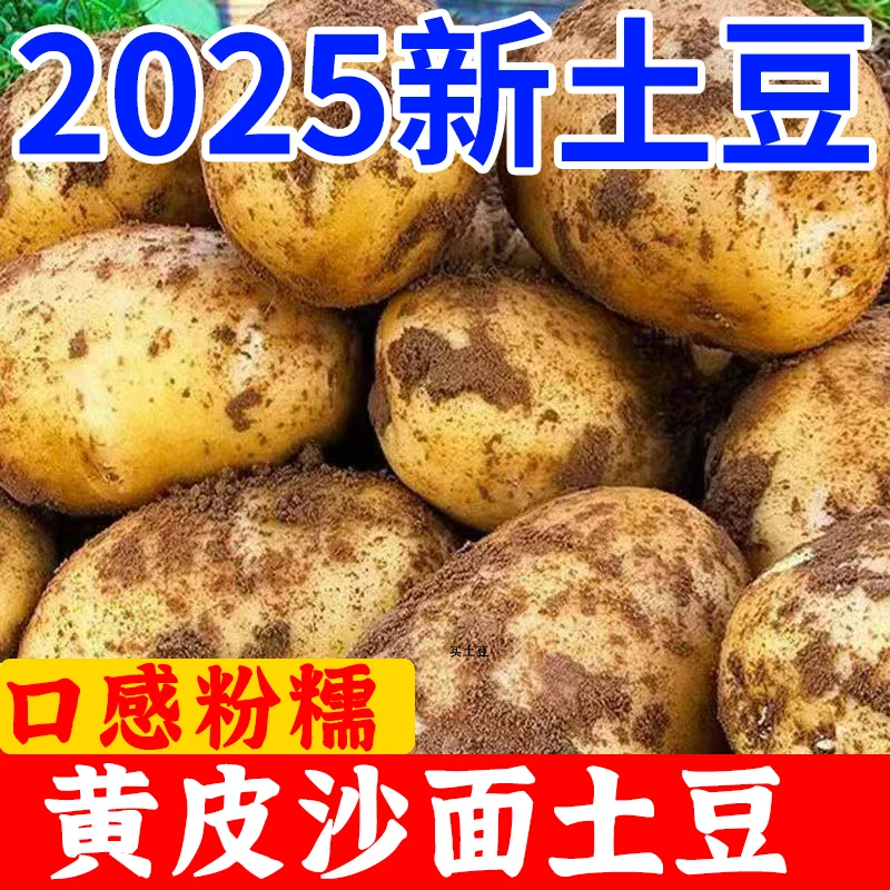 [顺丰包邮]当季新鲜黄皮土豆大个新鲜马铃薯洋芋高山沙土种植土豆