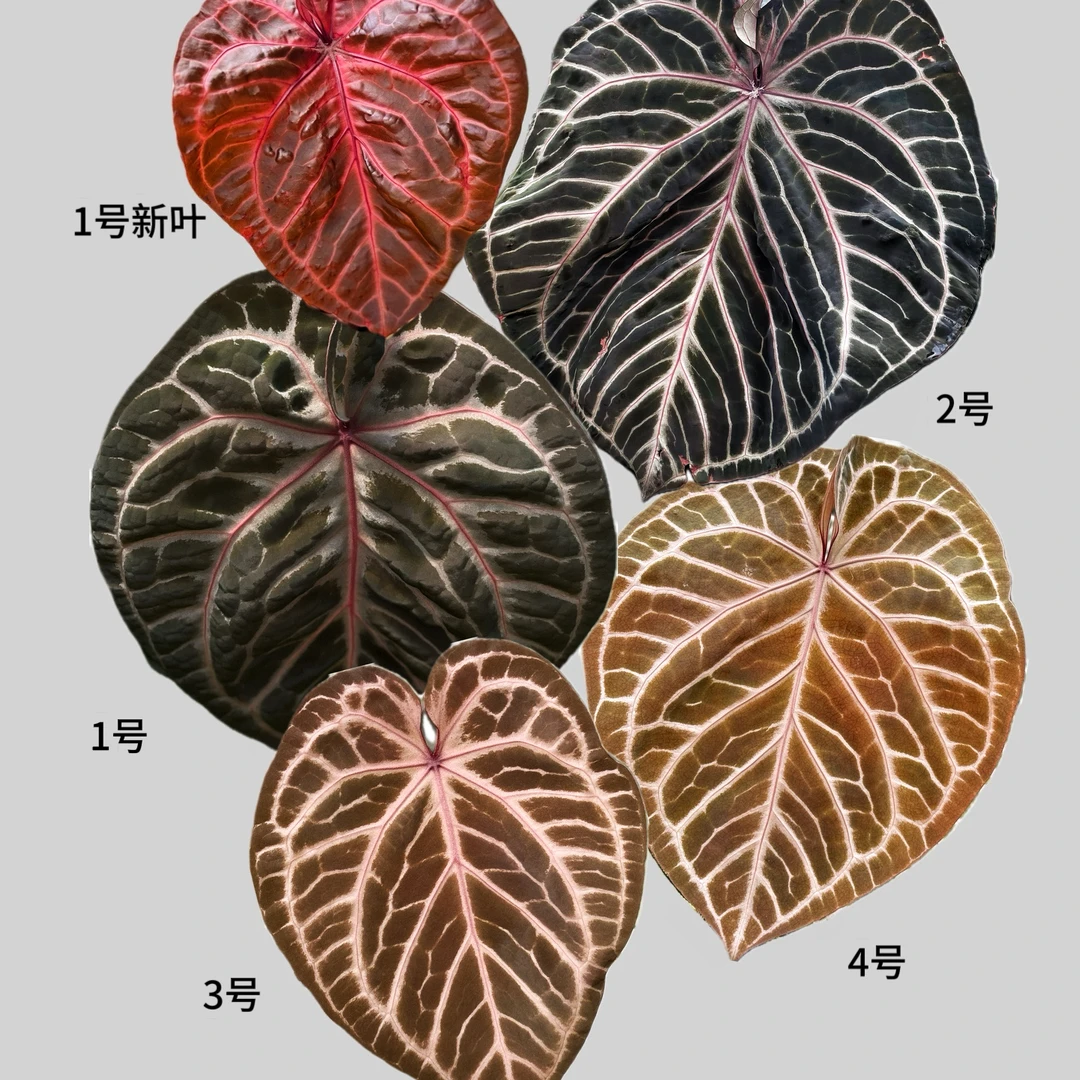 快乐植物 佛红x粉柠檬杂红水晶 水晶花烛热带绿植植物